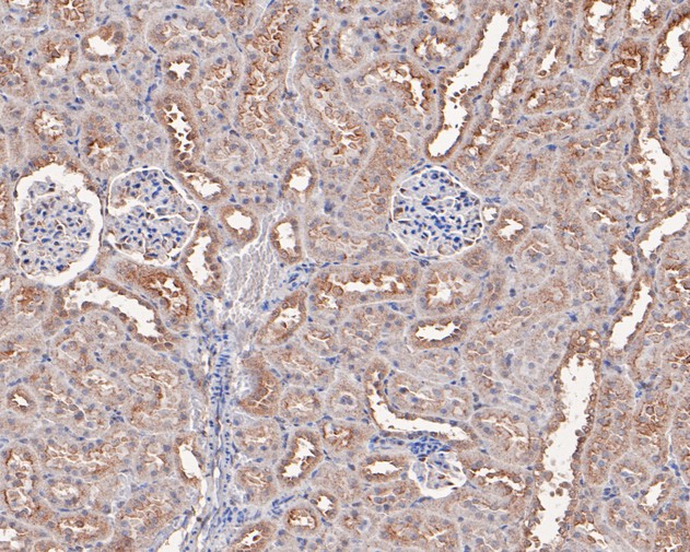 Immunohistochemical analysis of paraffin-embedded rat kidney tissue using anti-AKT2 antibody. The section was pre-treated using heat mediated antigen retrieval with sodium citrate buffer (pH 6.0) for 20 minutes. The tissues were blocked in 5% BSA for 30 minutes at room temperature, washed with ddH2O and PBS, and then probed with the primary antibody (HA500091, 1/400)  for 30 minutes at room temperature. The detection was performed using an HRP conjugated compact polymer system. DAB was used as the chromogen. Tissues were counterstained with hematoxylin and mounted with DPX.