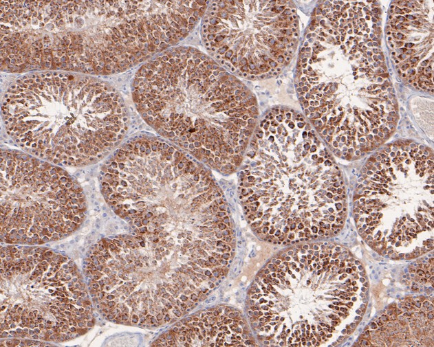 Immunohistochemical analysis of paraffin-embedded mouse testis tissue using anti-AKT2 antibody. The section was pre-treated using heat mediated antigen retrieval with sodium citrate buffer (pH 6.0) for 20 minutes. The tissues were blocked in 5% BSA for 30 minutes at room temperature, washed with ddH2O and PBS, and then probed with the primary antibody (HA500091, 1/400)  for 30 minutes at room temperature. The detection was performed using an HRP conjugated compact polymer system. DAB was used as the chromogen. Tissues were counterstained with hematoxylin and mounted with DPX.