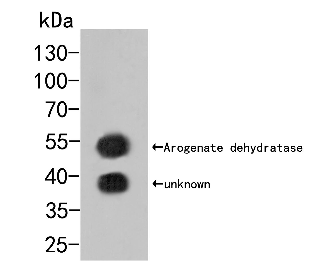 Western blot analysis of Arogenate dehydratase on Rice tissue lysates. Proteins were transferred to a PVDF membrane and blocked with 5% BSA in PBS for 1 hour at room temperature. The primary antibody (HA500108, 1/500) was used in 5% BSA at room temperature for 2 hours. Goat Anti-Rabbit IgG - HRP Secondary Antibody (HA1001) at 1:5,000 dilution was used for 1 hour at room temperature.
