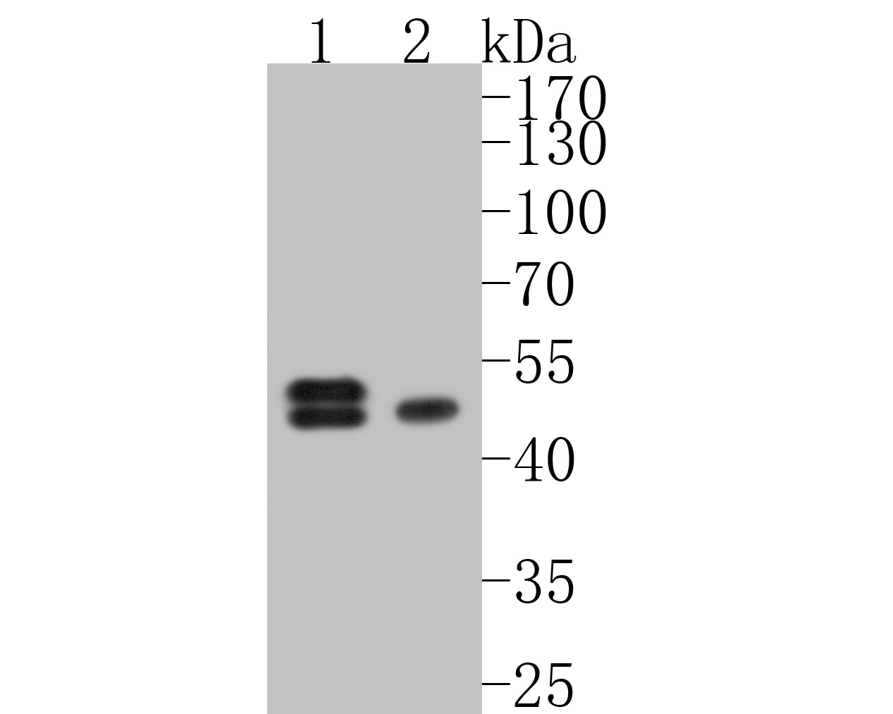 Western blot analysis of Cytokeratin 18 on different lysates. Proteins were transferred to a PVDF membrane and blocked with 5% BSA in PBS for 1 hour at room temperature. The primary antibody (HA600020, 1/500) was used in 5% BSA at room temperature for 2 hours. Goat Anti-Mouse IgG - HRP Secondary Antibody (HA1006) at 1:5,000 dilution was used for 1 hour at room temperature.<br />
Positive control: <br />
Lane 1: SK-Br-3 cell lysate<br />
Lane 2: A549 cell lysate