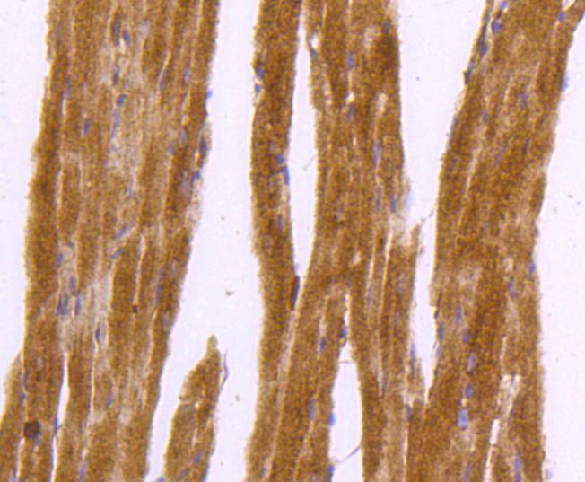 Immunohistochemical analysis of paraffin-embedded mouse heart tissue using anti-DNAJC15 antibody. The section was pre-treated using heat mediated antigen retrieval with Tris-EDTA buffer (pH 8.0-8.4) for 20 minutes.The tissues were blocked in 5% BSA for 30 minutes at room temperature, washed with ddH2O and PBS, and then probed with the primary antibody (ET1607-52, 1/50) for 30 minutes at room temperature. The detection was performed using an HRP conjugated compact polymer system. DAB was used as the chromogen. Tissues were counterstained with hematoxylin and mounted with DPX.