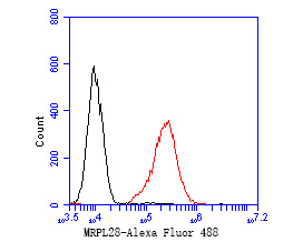 Flow cytometric analysis of MRPL28 was done on MCF-7 cells. The cells were fixed, permeabilized and stained with the primary antibody (ET7111-30, 1/50) (red). After incubation of the primary antibody at room temperature for an hour, the cells were stained with a Alexa Fluor 488-conjugated Goat anti-Rabbit IgG Secondary antibody at 1/1000 dilution for 30 minutes.Unlabelled sample was used as a control (cells without incubation with primary antibody; black).