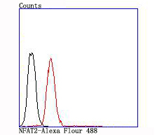 Flow cytometric analysis of NFAT2 was done on Jurkat cells. The cells were fixed, permeabilized and stained with the primary antibody (ET1704-45, 1/50) (red). After incubation of the primary antibody at room temperature for an hour, the cells were stained with a Alexa Fluor 488-conjugated Goat anti-Rabbit IgG Secondary antibody at 1/1000 dilution for 30 minutes.Unlabelled sample was used as a control (cells without incubation with primary antibody; black).