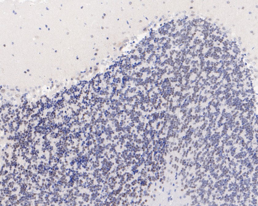 Immunohistochemical analysis of paraffin-embedded mouse cerebellum tissue using anti-ELK1 antibody. The section was pre-treated using heat mediated antigen retrieval with sodium citrate buffer (pH 6.0) for 2 minutes. The tissues were blocked in 5% BSA for 30 minutes at room temperature, washed with ddH2O and PBS, and then probed with the primary antibody (ET1608-19, 1/50)  for 30 minutes at room temperature. The detection was performed using an HRP conjugated compact polymer system. DAB was used as the chromogen. Tissues were counterstained with hematoxylin and mounted with DPX.