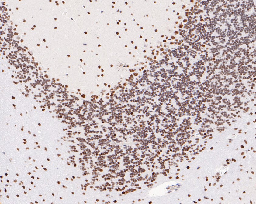 Immunohistochemical analysis of paraffin-embedded mouse cerebellum tissue using anti-DNA Polymerase beta antibody. The section was pre-treated using heat mediated antigen retrieval with sodium citrate buffer (pH 6.0) for 20 minutes. The tissues were blocked in 5% BSA for 30 minutes at room temperature, washed with ddH2O and PBS, and then probed with the primary antibody (ET1705-12, 1/50)  for 30 minutes at room temperature. The detection was performed using an HRP conjugated compact polymer system. DAB was used as the chromogen. Tissues were counterstained with hematoxylin and mounted with DPX.