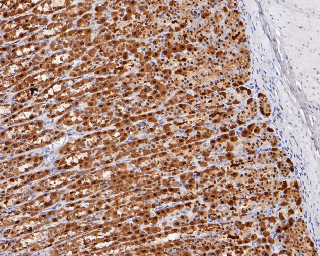 Immunohistochemical analysis of paraffin-embedded rat stomach tissue using anti-Annexin A10 antibody. The section was pre-treated using heat mediated antigen retrieval with sodium citrate buffer (pH 6.0) for 20 minutes. The tissues were blocked in 5% BSA for 30 minutes at room temperature, washed with ddH2O and PBS, and then probed with the primary antibody (ET1610-57, 1/200)  for 30 minutes at room temperature. The detection was performed using an HRP conjugated compact polymer system. DAB was used as the chromogen. Tissues were counterstained with hematoxylin and mounted with DPX.