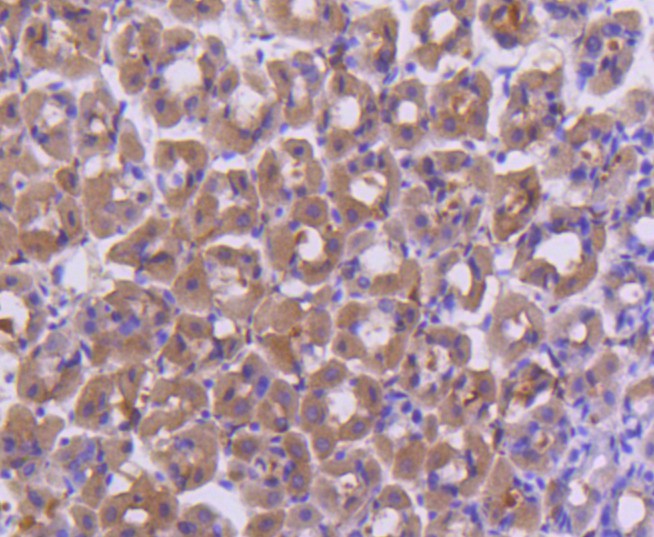 Immunohistochemical analysis of paraffin-embedded mouse stomach tissue using anti-FANCD2 antibody. The section was pre-treated using heat mediated antigen retrieval with Tris-EDTA buffer (pH 8.0-8.4) for 20 minutes.The tissues were blocked in 5% BSA for 30 minutes at room temperature, washed with ddH2O and PBS, and then probed with the primary antibody (ET1611-67, 1/50) for 30 minutes at room temperature. The detection was performed using an HRP conjugated compact polymer system. DAB was used as the chromogen. Tissues were counterstained with hematoxylin and mounted with DPX.
