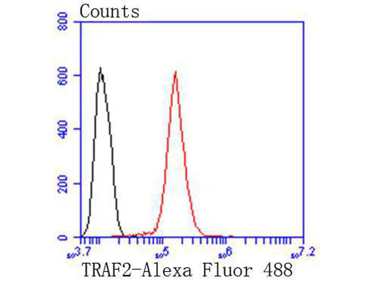 Flow cytometric analysis of TRAF2 was done on Hela cells. The cells were fixed, permeabilized and stained with the primary antibody (ET1612-5, 1/50) (red). After incubation of the primary antibody at room temperature for an hour, the cells were stained with a Alexa Fluor 488-conjugated Goat anti-Rabbit IgG Secondary antibody at 1/1000 dilution for 30 minutes.Unlabelled sample was used as a control (cells without incubation with primary antibody; black).