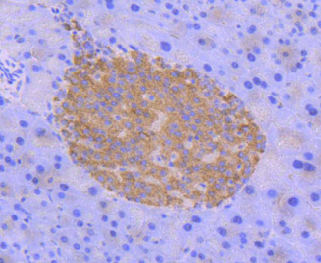 Immunohistochemical analysis of paraffin-embedded mouse pancreas tissue using anti-Phospho-AMPK alpha 2(S345) antibody. The section was pre-treated using heat mediated antigen retrieval with Tris-EDTA buffer (pH 8.0-8.4) for 20 minutes.The tissues were blocked in 5% BSA for 30 minutes at room temperature, washed with ddH2O and PBS, and then probed with the primary antibody (ET1701-37, 1/50) for 30 minutes at room temperature. The detection was performed using an HRP conjugated compact polymer system. DAB was used as the chromogen. Tissues were counterstained with hematoxylin and mounted with DPX.