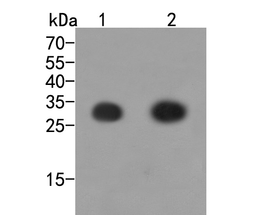 Western blot analysis of DYKDDDDK Tag (FLAG) on different lysates. Proteins were transferred to a PVDF membrane and blocked with 5% BSA in PBS for 1 hour at room temperature. The primary antibody (0912-1, 1/2,000) was used in 5% BSA at room temperature for 2 hours. Goat Anti-Rabbit IgG - HRP Secondary Antibody (HA1001) at 1:5,000 dilution was used for 1 hour at room temperature.<br />
Lane 1: N-terminal FLAG-tagged recombinant protein<br />
Lane 2: C-terminal FLAG-tagged recombinant protein