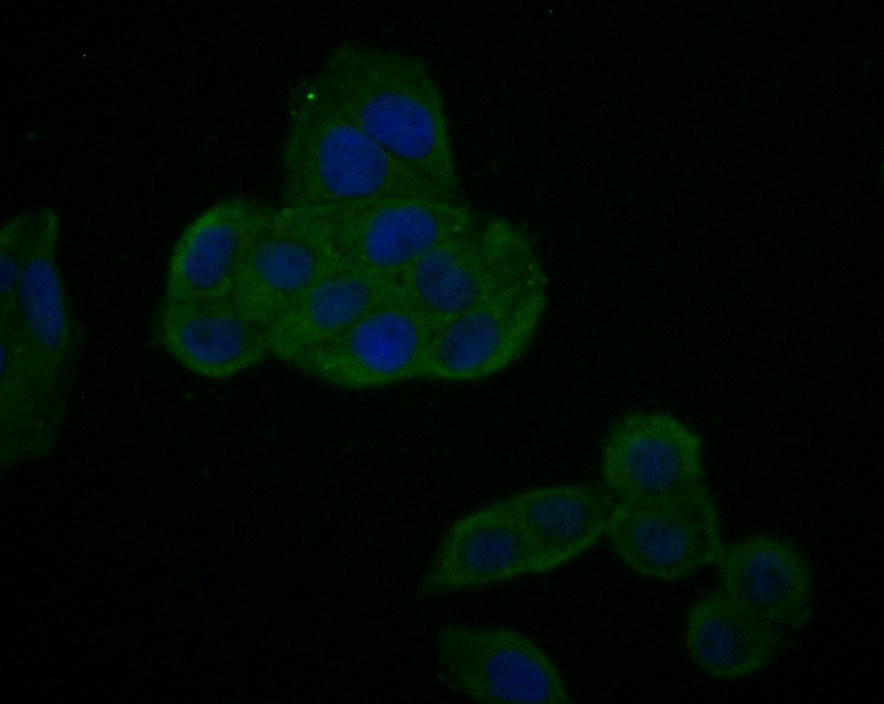 ICC staining of Myc Tag in Hela cells (green). Formalin fixed cells were permeabilized with 0.1% Triton X-100 in TBS for 10 minutes at room temperature and blocked with 1% Blocker BSA for 15 minutes at room temperature. Cells were probed with the primary antibody (EM31105, 1/50) for 1 hour at room temperature, washed with PBS. Alexa Fluor®488 Goat anti-Mouse IgG was used as the secondary antibody at 1/1,000 dilution. The nuclear counter stain is DAPI (blue).
