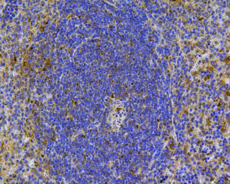Immunohistochemical analysis of paraffin-embedded mouse spleen tissue using anti-CD24 antibody. The section was pre-treated using heat mediated antigen retrieval with Tris-EDTA buffer (pH 8.0-8.4) for 20 minutes.The tissues were blocked in 5% BSA for 30 minutes at room temperature, washed with ddH2O and PBS, and then probed with the primary antibody (0804-3, 1/50) for 30 minutes at room temperature. The detection was performed using an HRP conjugated compact polymer system. DAB was used as the chromogen. Tissues were counterstained with hematoxylin and mounted with DPX.