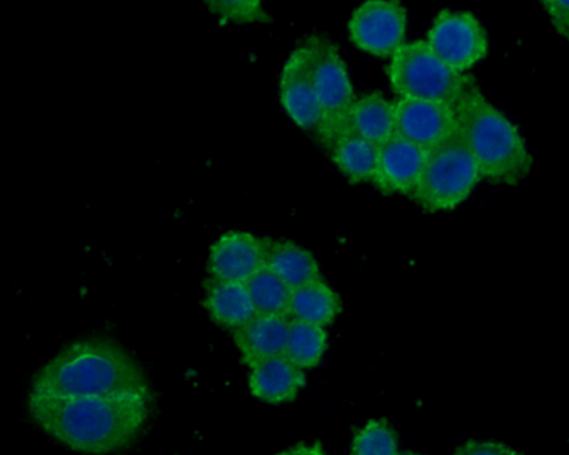 ICC staining of CD24 in SW480 cells (green). Formalin fixed cells were permeabilized with 0.1% Triton X-100 in TBS for 10 minutes at room temperature and blocked with 1% Blocker BSA for 15 minutes at room temperature. Cells were probed with the primary antibody (0804-4, 1/50) for 1 hour at room temperature, washed with PBS. Alexa Fluor®488 Goat anti-Rabbit IgG was used as the secondary antibody at 1/1,000 dilution. The nuclear counter stain is DAPI (blue).