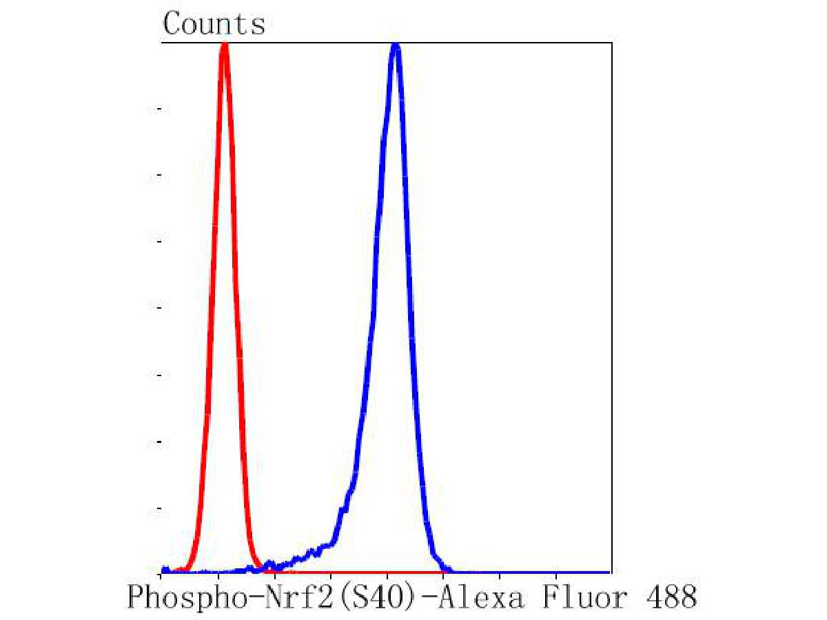 Flow cytometric analysis of Phospho-Nrf2(S40) was done on K562 cells. The cells were fixed, permeabilized and stained with the primary antibody (ET1608-28, 1/50) (blue). After incubation of the primary antibody at room temperature for an hour, the cells were stained with a Alexa Fluor®488 conjugate-Goat anti-Rabbit IgG Secondary antibody at 1/1,000 dilution for 30 minutes.Unlabelled sample was used as a control (cells without incubation with primary antibody; red).