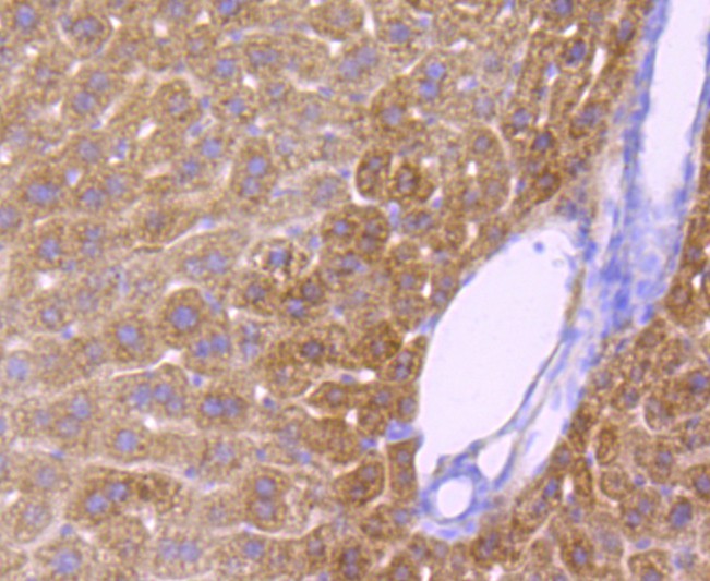 Immunohistochemical analysis of paraffin-embedded mouse liver tissue using anti-CYP2E1 antibody. The section was pre-treated using heat mediated antigen retrieval with Tris-EDTA buffer (pH 8.0-8.4) for 20 minutes.The tissues were blocked in 5% BSA for 30 minutes at room temperature, washed with ddH2O and PBS, and then probed with the primary antibody (ET1703-48, 1/50) for 30 minutes at room temperature. The detection was performed using an HRP conjugated compact polymer system. DAB was used as the chromogen. Tissues were counterstained with hematoxylin and mounted with DPX.