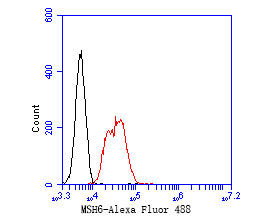 Flow cytometric analysis of MSH6 was done on K562 cells. The cells were fixed, permeabilized and stained with the primary antibody (EM1902-24, 1/50) (red). After incubation of the primary antibody at room temperature for an hour, the cells were stained with a Alexa Fluor 488-conjugated Goat anti-Mouse IgG Secondary antibody at 1/1000 dilution for 30 minutes.Unlabelled sample was used as a control (cells without incubation with primary antibody; black).