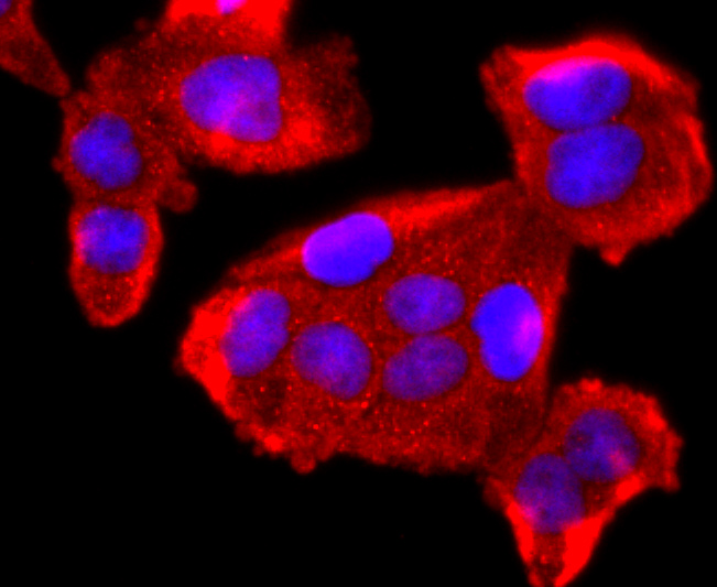 ICC staining of FKBP12 in Hela cells (red). Formalin fixed cells were permeabilized with 0.1% Triton X-100 in TBS for 10 minutes at room temperature and blocked with 1% Blocker BSA for 15 minutes at room temperature. Cells were probed with the primary antibody (ET1703-55, 1/50) for 1 hour at room temperature, washed with PBS. Alexa Fluor®594 Goat anti-Rabbit IgG was used as the secondary antibody at 1/1,000 dilution. The nuclear counter stain is DAPI (blue).