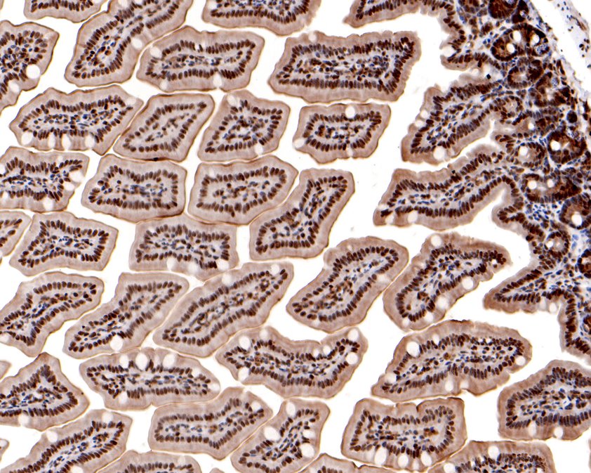Immunohistochemical analysis of paraffin-embedded mouse colon tissue using anti-HP1 gamma antibody. The section was pre-treated using heat mediated antigen retrieval with sodium citrate buffer (pH 6.0) for 20 minutes. The tissues were blocked in 5% BSA for 30 minutes at room temperature, washed with ddH2O and PBS, and then probed with the primary antibody (ET1706-02, 1/200)  for 30 minutes at room temperature. The detection was performed using an HRP conjugated compact polymer system. DAB was used as the chromogen. Tissues were counterstained with hematoxylin and mounted with DPX.