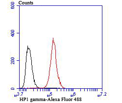Flow cytometric analysis of HP1 gamma was done on Hela cells. The cells were fixed, permeabilized and stained with the primary antibody (ET1706-02, 1/50) (red). After incubation of the primary antibody at room temperature for an hour, the cells were stained with a Alexa Fluor 488-conjugated Goat anti-Rabbit IgG Secondary antibody at 1/1000 dilution for 30 minutes.Unlabelled sample was used as a control (cells without incubation with primary antibody; black).