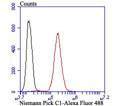Flow cytometric analysis of Niemann Pick C1 was done on SH-SY5Y cells. The cells were fixed, permeabilized and stained with the primary antibody (ET7107-57, 1/50) (red). After incubation of the primary antibody at room temperature for an hour, the cells were stained with a Alexa Fluor 488-conjugated Goat anti-Rabbit IgG Secondary antibody at 1/1,000 dilution for 30 minutes.Unlabelled sample was used as a control (cells without incubation with primary antibody; black).