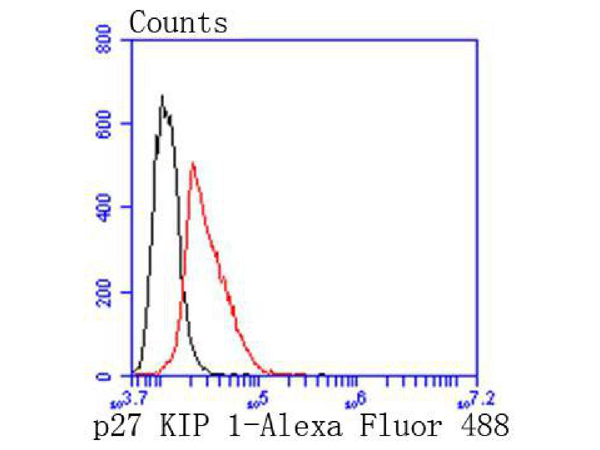 Flow cytometric analysis of p27 KIP 1 was done on Hela cells. The cells were fixed, permeabilized and stained with the primary antibody (ET1608-61, 1/50) (red). After incubation of the primary antibody at room temperature for an hour, the cells were stained with a Alexa Fluor 488-conjugated Goat anti-Rabbit IgG Secondary antibody at 1/1,000 dilution for 30 minutes.Unlabelled sample was used as a control (cells without incubation with primary antibody; black).
