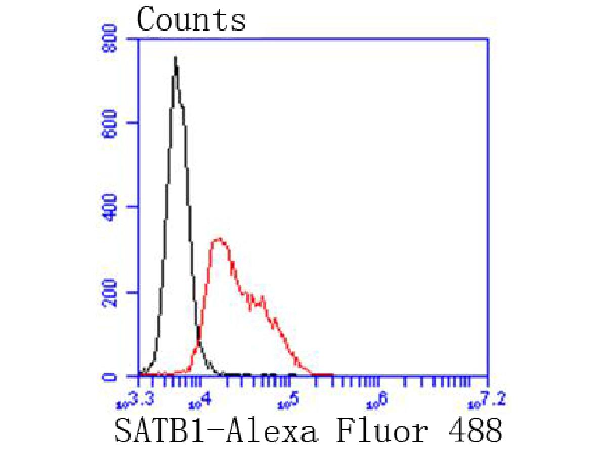 Flow cytometric analysis of Jurkat cells labeling SATB1. <br />
<br />
The cells were fixed, permeabilized and stained with the primary antibody (ET1604-10, 1/50) (red). After incubation of the primary antibody at room temperature for an hour, the cells were stained with a Alexa Fluor 488-conjugated Goat anti-Rabbit IgG Secondary antibody at 1/1000 dilution for 30 minutes.Unlabelled sample was used as a control (cells without incubation with primary antibody; black).