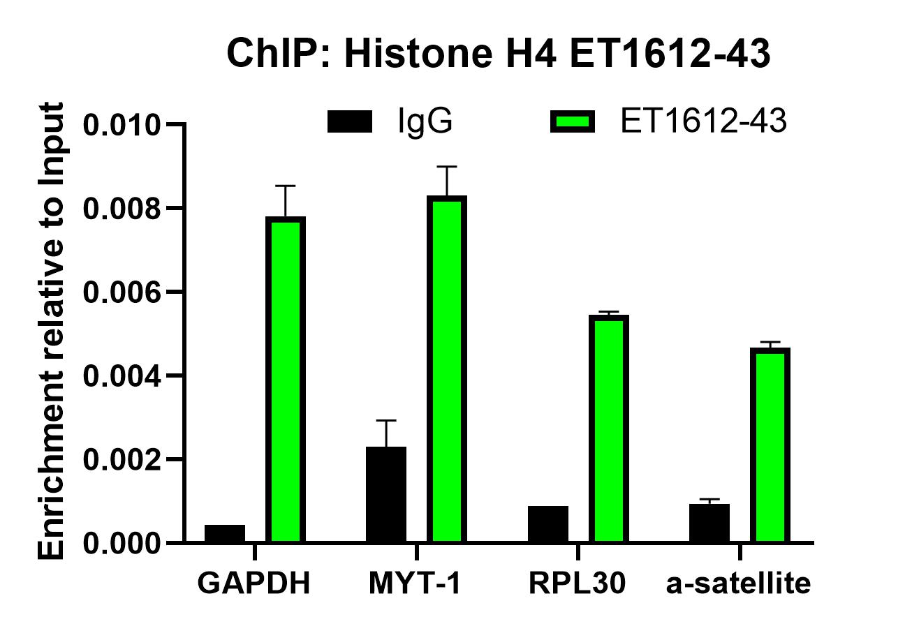 Chromatin immunoprecipitations were performed with cross-linked chromatin from HeLa cells and either Histone H4 (ET1612-43) or Normal Rabbit IgG according to the ChIP protocol. The enriched DNA was quantified by real-time PCR using indicated primers. The amount of immunoprecipitated DNA in each sample is represented as signal relative to the total amount of input chromatin, which is equivalent to one.