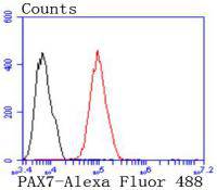 Flow cytometric analysis of PAX7 was done on MCF-7 cells. The cells were fixed, permeabilized and stained with the primary antibody (ET1612-60, 1/50) (red). After incubation of the primary antibody at room temperature for an hour, the cells were stained with a Alexa Fluor 488-conjugated Goat anti-Rabbit IgG Secondary antibody at 1/1000 dilution for 30 minutes.Unlabelled sample was used as a control (cells without incubation with primary antibody; black).