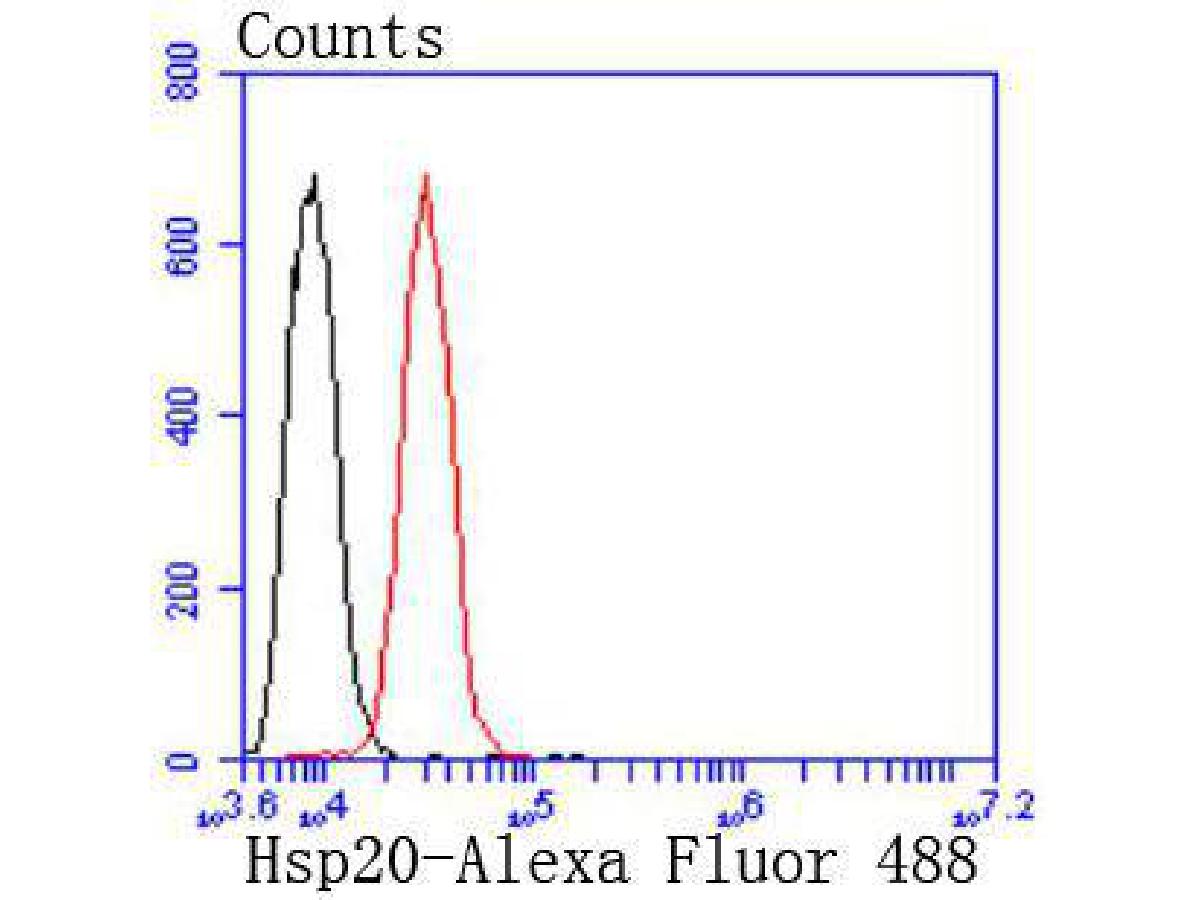 Flow cytometric analysis of Hsp20 was done on Hela cells. The cells were fixed, permeabilized and stained with the primary antibody (ET1612-81, 1/50) (red). After incubation of the primary antibody at room temperature for an hour, the cells were stained with a Alexa Fluor 488-conjugated Goat anti-Rabbit IgG Secondary antibody at 1/1,000 dilution for 30 minutes.Unlabelled sample was used as a control (cells without incubation with primary antibody; black).