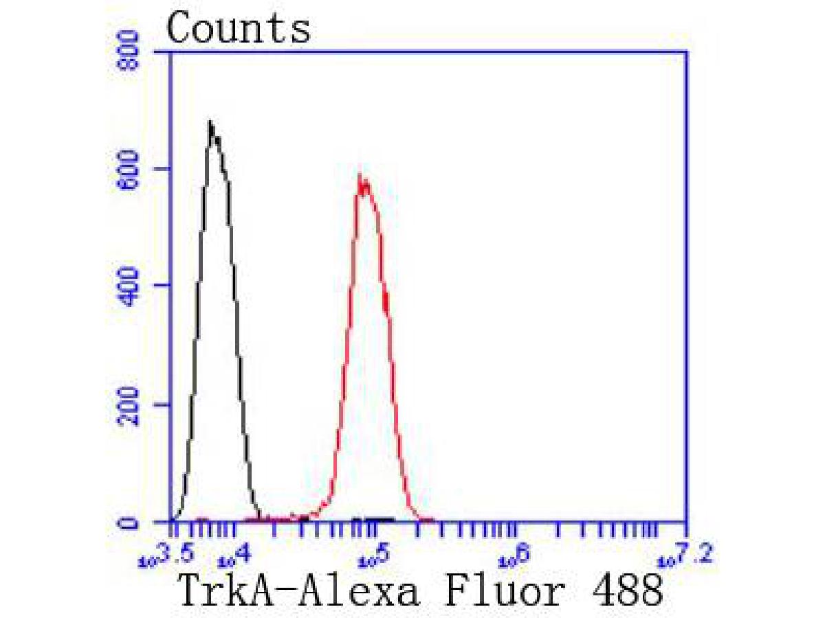 Flow cytometric analysis of TrkA was done on SH-SY5Y cells. The cells were fixed, permeabilized and stained with the primary antibody (ET1608-44, 1/50) (red). After incubation of the primary antibody at room temperature for an hour, the cells were stained with a Alexa Fluor 488-conjugated Goat anti-Rabbit IgG Secondary antibody at 1/1,000 dilution for 30 minutes.Unlabelled sample was used as a control (cells without incubation with primary antibody; black).
