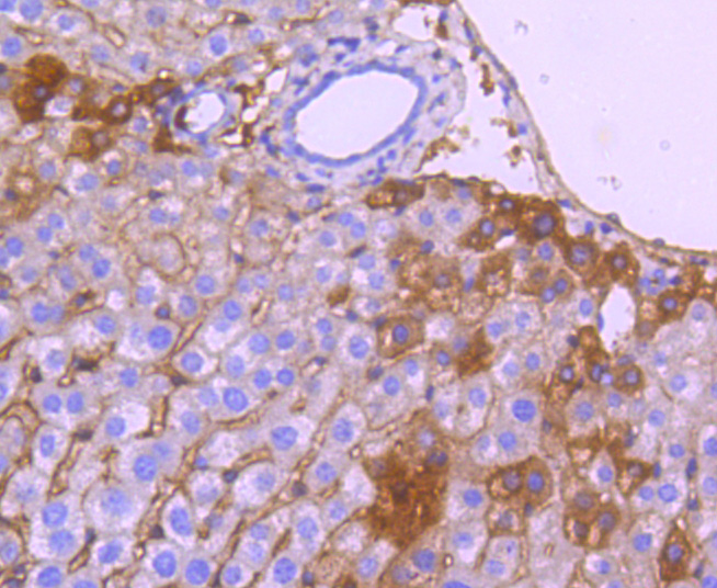 Immunohistochemical analysis of paraffin-embedded mouse liver tissue using anti-Apolipoprotein A1 antibody. The section was pre-treated using heat mediated antigen retrieval with Tris-EDTA buffer (pH 8.0-8.4) for 20 minutes.The tissues were blocked in 5% BSA for 30 minutes at room temperature, washed with ddH2O and PBS, and then probed with the primary antibody (ET1702-23, 1/50) for 30 minutes at room temperature. The detection was performed using an HRP conjugated compact polymer system. DAB was used as the chromogen. Tissues were counterstained with hematoxylin and mounted with DPX.
