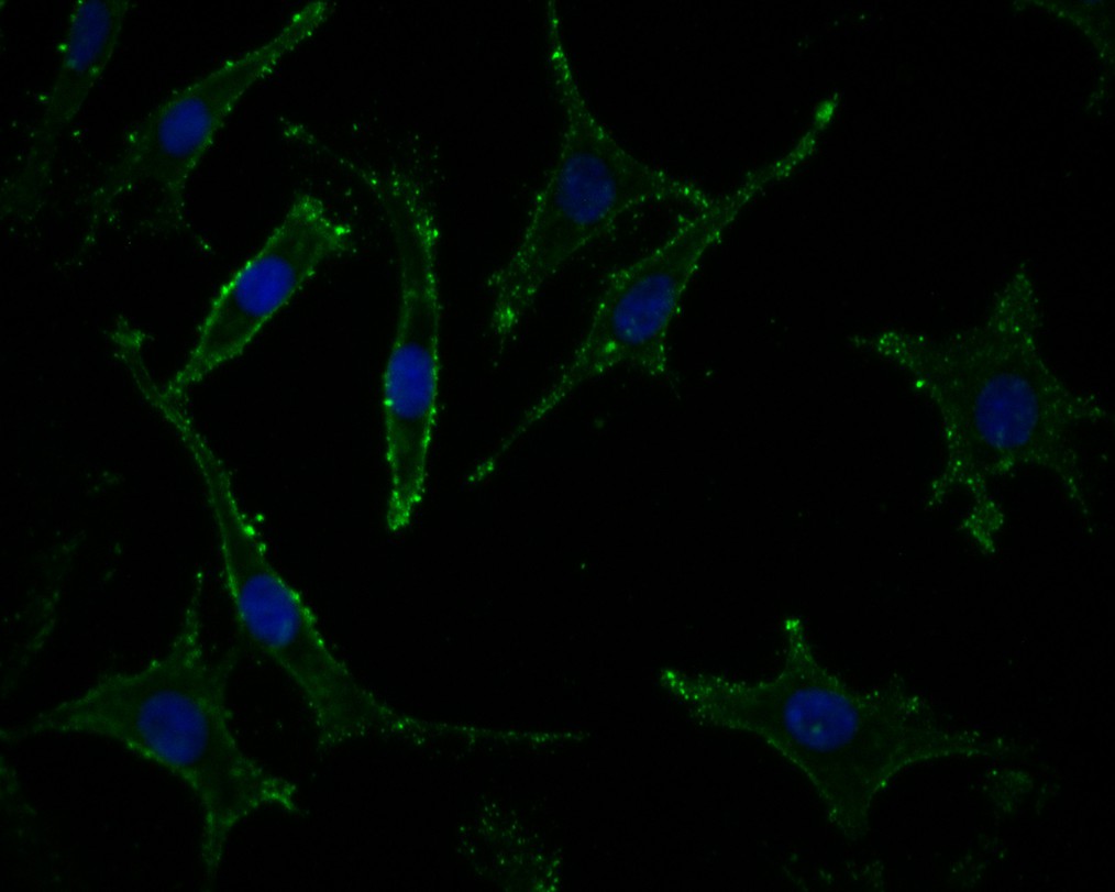 Neurabin 1 Rabbit Polyclonal Antibody - image 1