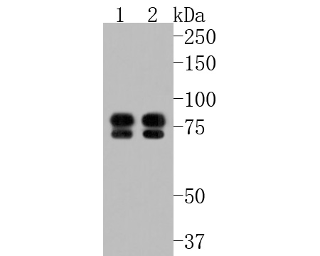 Western blot analysis of ENAH on different lysates. Proteins were transferred to a PVDF membrane and blocked with 5% BSA in PBS for 1 hour at room temperature. The primary antibody (HA500168, 1/500) was used in 5% BSA at room temperature for 2 hours. Goat Anti-Rabbit IgG - HRP Secondary Antibody (HA1001) at 1:200,000 dilution was used for 1 hour at room temperature.<br />
Positive control: <br />
Lane 1: SiHa cell lysate<br />
Lane 2: 293T cell lysate