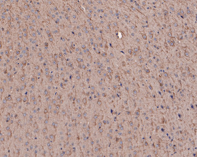 Immunohistochemical analysis of paraffin-embedded mouse brain tissue using anti-Myelin PLP antibody. The section was pre-treated using heat mediated antigen retrieval with Tris-EDTA buffer (pH 8.0-8.4) for 20 minutes.The tissues were blocked in 5% BSA for 30 minutes at room temperature, washed with ddH2O and PBS, and then probed with the primary antibody (HA500202, 1/100) for 30 minutes at room temperature. The detection was performed using an HRP conjugated compact polymer system. DAB was used as the chromogen. Tissues were counterstained with hematoxylin and mounted with DPX.