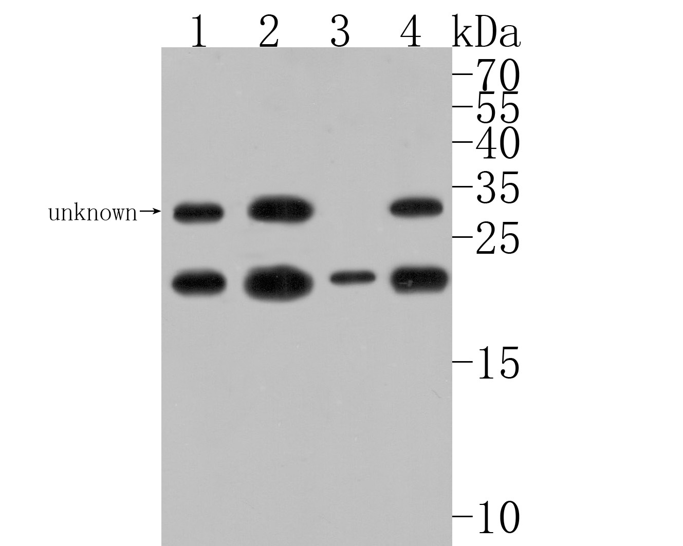 Western blot analysis of TCF21 on different lysates. Proteins were transferred to a PVDF membrane and blocked with 5% BSA in PBS for 1 hour at room temperature. The primary antibody (HA500188, 1/500) was used in 5% BSA at room temperature for 2 hours. Goat Anti-Rabbit IgG - HRP Secondary Antibody (HA1001) at 1:5,000 dilution was used for 1 hour at room temperature.<br />
Positive control: <br />
Lane 1: Hela cell lysate<br />
Lane 2: 293T cell lysate<br />
Lane 3: K562 cell lysate<br />
Lane 4: Human lung tissue lysate