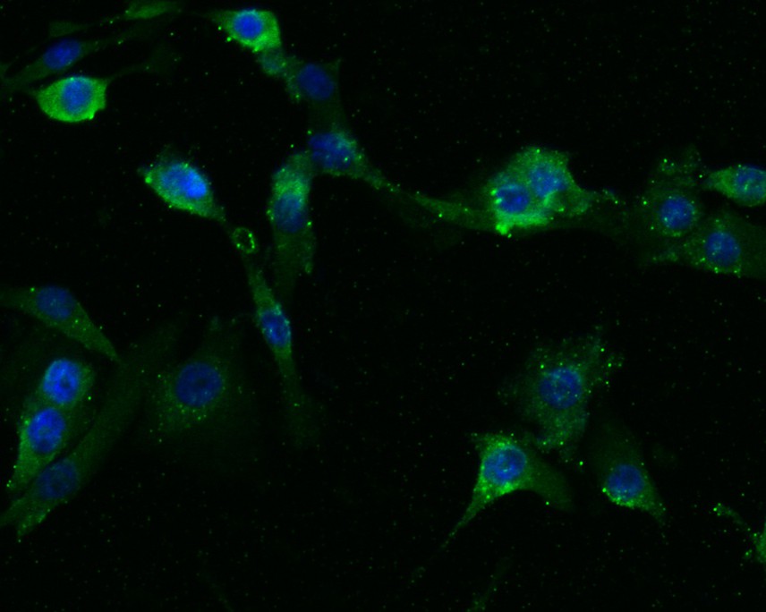 ICC staining of Inhibin alpha in PANC-1 cells (green). Formalin fixed cells were permeabilized with 0.1% Triton X-100 in TBS for 10 minutes at room temperature and blocked with 1% Blocker BSA for 15 minutes at room temperature. Cells were probed with the primary antibody (HA500185, 1/50) for 1 hour at room temperature, washed with PBS. Alexa Fluor®488 Goat anti-Rabbit IgG was used as the secondary antibody at 1/1,000 dilution. The nuclear counter stain is DAPI (blue).