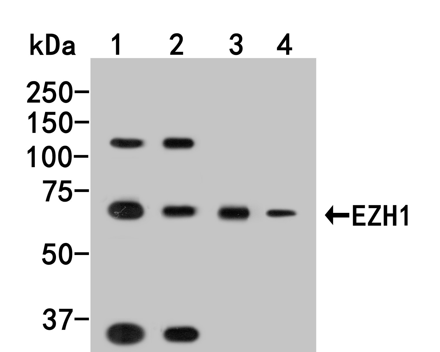 Western blot analysis of EZH1 on different lysates. Proteins were transferred to a PVDF membrane and blocked with 5% BSA in PBS for 1 hour at room temperature. The primary antibody (HA500184, 1/1,000) was used in 5% BSA at room temperature for 2 hours. Goat Anti-Rabbit IgG - HRP Secondary Antibody (HA1001) at 1:200,000 dilution was used for 1 hour at room temperature.<br />
Positive control: <br />
Lane 1: Siha cell lysate<br />
Lane 2: Hela cell lysate<br />
Lane 3: Mouse hippocampusl tissue lysate<br />
Lane 4: Rat brain tissue lysate