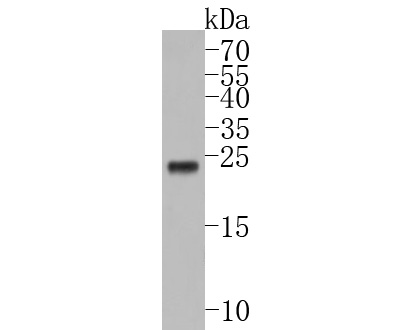 Western blot analysis of IL-32 on Jurkat cell lysates. Proteins were transferred to a PVDF membrane and blocked with 5% BSA in PBS for 1 hour at room temperature. The primary antibody (HA500179, 1/500) was used in 5% BSA at room temperature for 2 hours. Goat Anti-Rabbit IgG - HRP Secondary Antibody (HA1001) at 1:50,000 dilution was used for 1 hour at room temperature.
