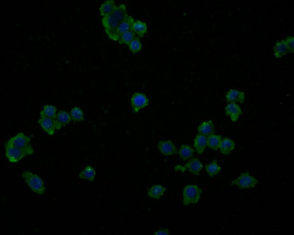 ICC staining of IL-32 in SW620 cells (green). Formalin fixed cells were permeabilized with 0.1% Triton X-100 in TBS for 10 minutes at room temperature and blocked with 1% Blocker BSA for 15 minutes at room temperature. Cells were probed with the primary antibody (HA500179, 1/100) for 1 hour at room temperature, washed with PBS. Alexa Fluor®488 Goat anti-Rabbit IgG was used as the secondary antibody at 1/1,000 dilution. The nuclear counter stain is DAPI (blue).