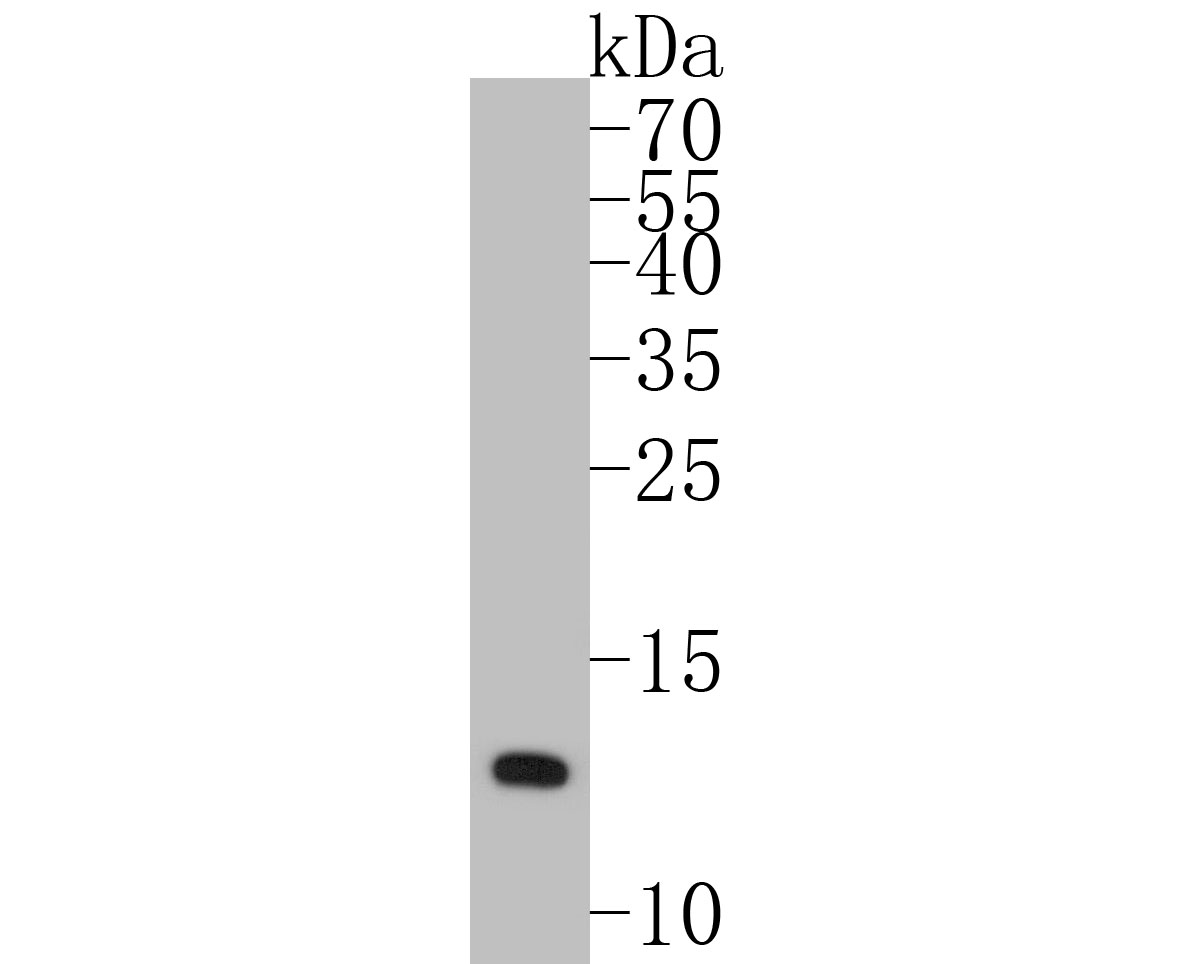 Western blot analysis of COX5B on 293 cell lysates. Proteins were transferred to a PVDF membrane and blocked with 5% BSA in PBS for 1 hour at room temperature. The primary antibody (HA500163, 1/500) was used in 5% BSA at room temperature for 2 hours. Goat Anti-Rabbit IgG - HRP Secondary Antibody (HA1001) at 1:5,000 dilution was used for 1 hour at room temperature.