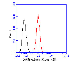 Flow cytometric analysis of COX5B was done on HepG2 cells. The cells were fixed, permeabilized and stained with the primary antibody (HA500163, 1/50) (red). After incubation of the primary antibody at room temperature for an hour, the cells were stained with a Alexa Fluor 488-conjugated Goat anti-Rabbit IgG Secondary antibody at 1/1000 dilution for 30 minutes.Unlabelled sample was used as a control (cells without incubation with primary antibody; black).