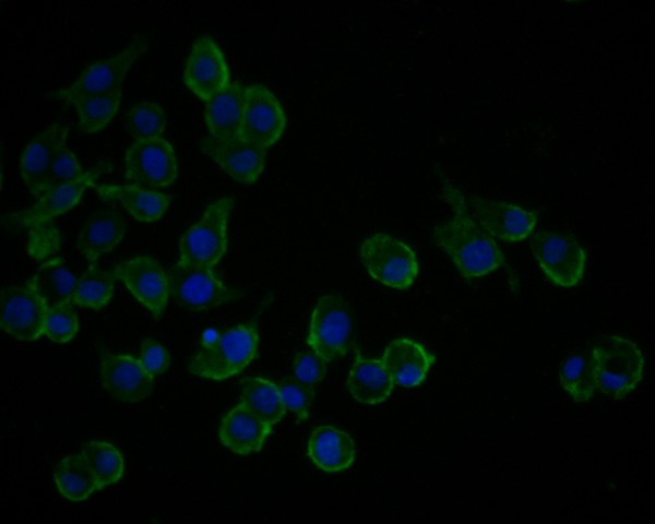 ICC staining of Hamartin in LOVO cells (green). Formalin fixed cells were permeabilized with 0.1% Triton X-100 in TBS for 10 minutes at room temperature and blocked with 1% Blocker BSA for 15 minutes at room temperature. Cells were probed with the primary antibody (HA500199, 1/100) for 1 hour at room temperature, washed with PBS. Alexa Fluor®488 Goat anti-Rabbit IgG was used as the secondary antibody at 1/1,000 dilution. The nuclear counter stain is DAPI (blue).