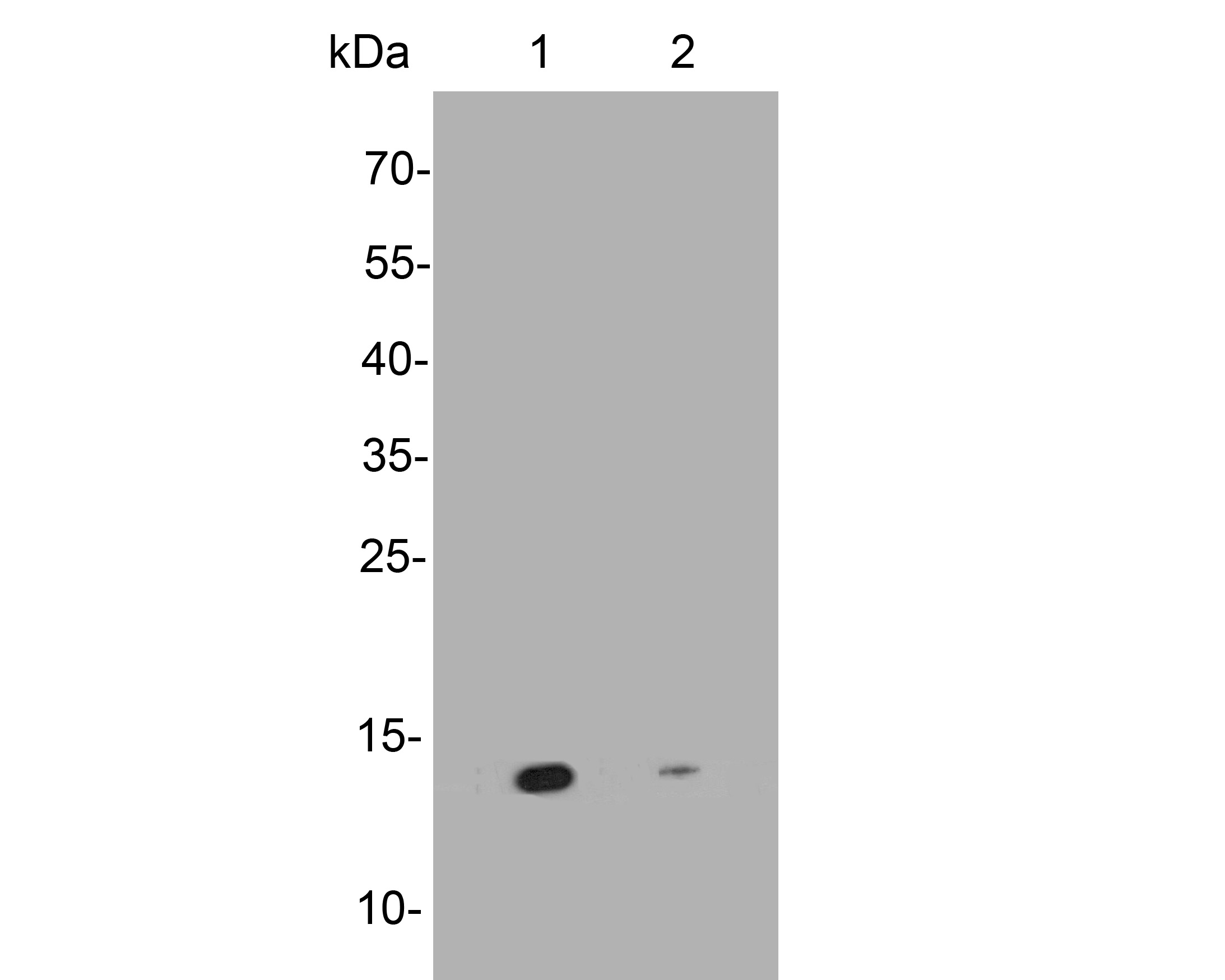 Western blot analysis of SNRPD3 on different lysates. Proteins were transferred to a PVDF membrane and blocked with 5% NFDM/TBST for 1 hour at room temperature. The primary antibody (HA500254, 1/500) was used in 5% NFDM/TBST at room temperature for 2 hours. Goat Anti-Rabbit IgG - HRP Secondary Antibody (HA1001) at 1:200,000 dilution was used for 1 hour at room temperature.<br />
Positive control: <br />
Lane 1: Jurkat cell lysate<br />
Lane 2: mouse lung tissue lysate