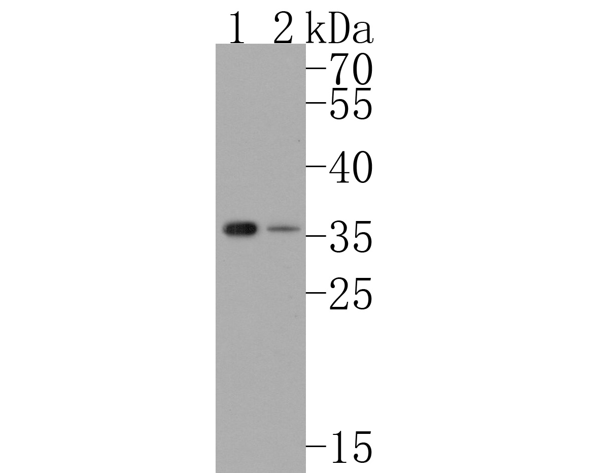 Western blot analysis of CDCA5 on different lysates. Proteins were transferred to a PVDF membrane and blocked with 5% NFDM/TBST for 1 hour at room temperature. The primary antibody (HA720045, 1/500) was used in 5% NFDM/TBST at room temperature for 2 hours. Goat Anti-Rabbit IgG - HRP Secondary Antibody (HA1001) at 1:200,000 dilution was used for 1 hour at room temperature.<br />
Positive control: <br />
Lane 1: 293T cell lysate<br />
Lane 2: K562 cell lysate