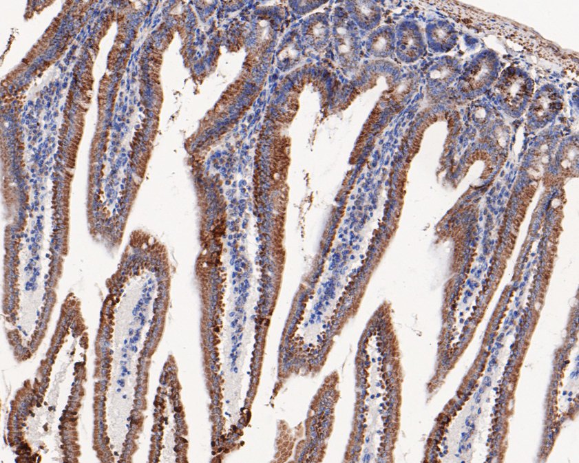 Immunohistochemical analysis of paraffin-embedded mouse small intestine tissue using anti-GC1q R antibody. The section was pre-treated using heat mediated antigen retrieval with sodium citrate buffer (pH 6.0) for 20 minutes. The tissues were blocked in 5% BSA for 30 minutes at room temperature, washed with ddH2O and PBS, and then probed with the primary antibody (HA720078, 1/50)  for 30 minutes at room temperature. The detection was performed using an HRP conjugated compact polymer system. DAB was used as the chromogen. Tissues were counterstained with hematoxylin and mounted with DPX.