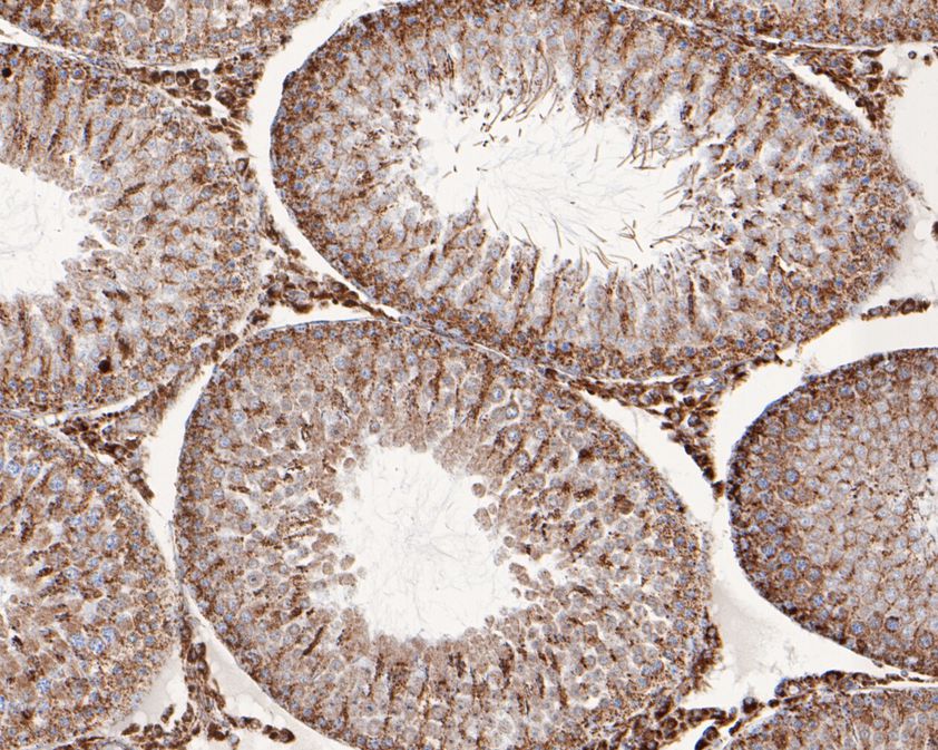 Immunohistochemical analysis of paraffin-embedded rat testis tissue using anti-GC1q R antibody. The section was pre-treated using heat mediated antigen retrieval with sodium citrate buffer (pH 6.0) for 20 minutes. The tissues were blocked in 5% BSA for 30 minutes at room temperature, washed with ddH2O and PBS, and then probed with the primary antibody (HA720078, 1/50)  for 30 minutes at room temperature. The detection was performed using an HRP conjugated compact polymer system. DAB was used as the chromogen. Tissues were counterstained with hematoxylin and mounted with DPX.