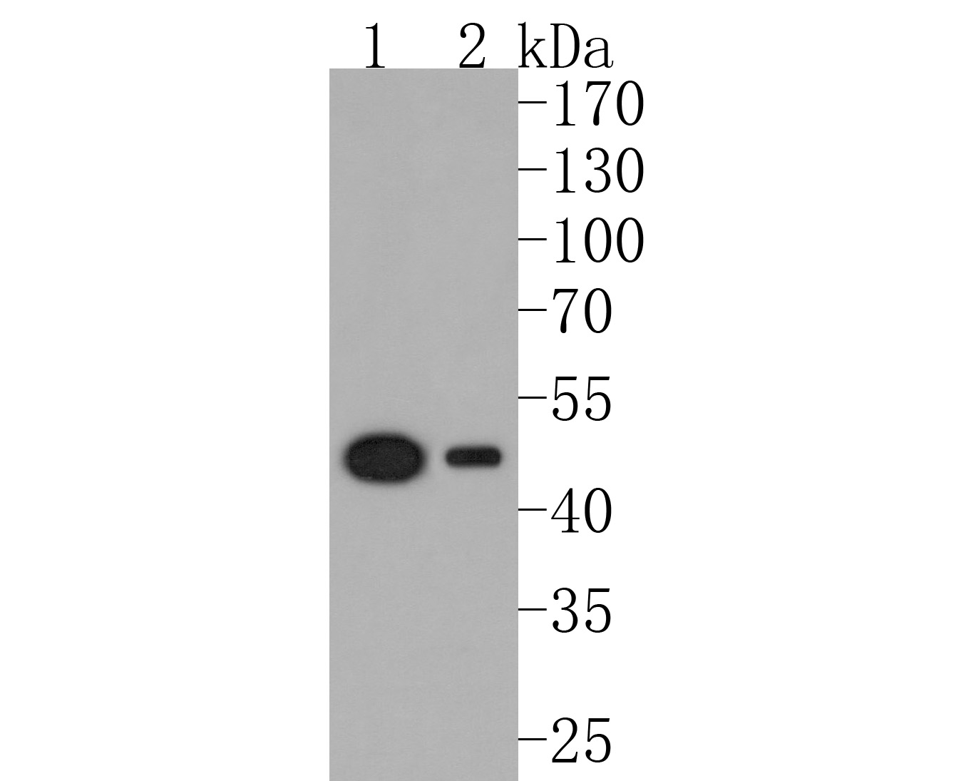 Western blot analysis of Elp4 on different lysates. Proteins were transferred to a PVDF membrane and blocked with 5% NFDM/TBST for 1 hour at room temperature. The primary antibody (HA720054, 1/500) was used in 5% NFDM/TBST at room temperature for 2 hours. Goat Anti-Rabbit IgG - HRP Secondary Antibody (HA1001) at 1:200,000 dilution was used for 1 hour at room temperature.<br />
Positive control: <br />
Lane 1: NIH/3T3 cell lysate<br />
Lane 2: Hela cell lysate