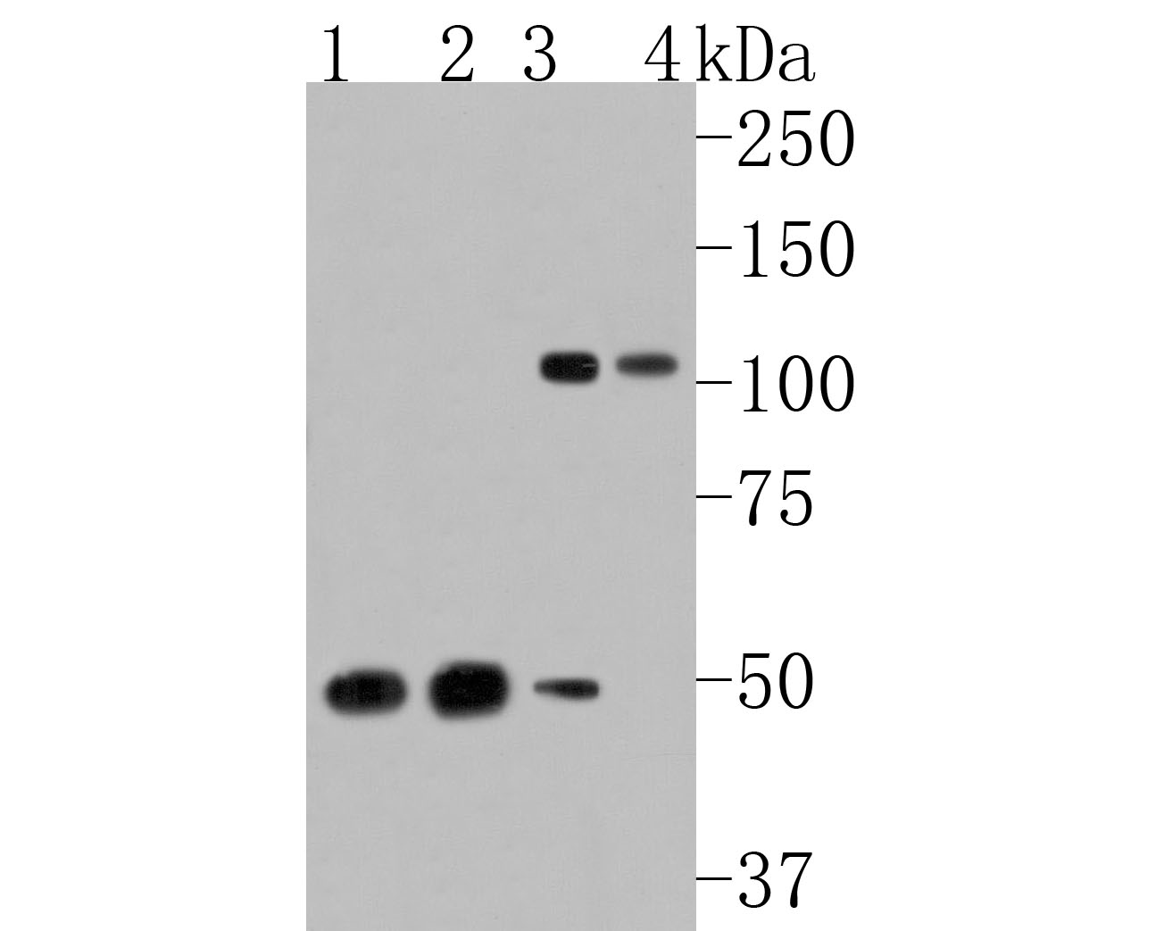 Western blot analysis of ORP1 on different lysates. Proteins were transferred to a PVDF membrane and blocked with 5% NFDM/TBST for 1 hour at room temperature. The primary antibody (HA720053, 1/500) was used in 5% NFDM/TBST at room temperature for 2 hours. Goat Anti-Rabbit IgG - HRP Secondary Antibody (HA1001) at 1:200,000 dilution was used for 1 hour at room temperature.<br />
Positive control: <br />
Lane 1: Mouse heart tissue lysate<br />
Lane 2: Rat brain tissue lysate<br />
Lane 3: A549 cell lysate<br />
Lane 4: PC-3 cell lysate