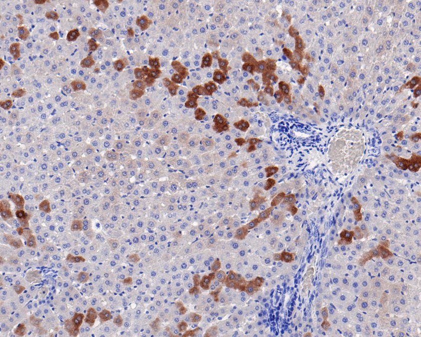 Immunohistochemical analysis of paraffin-embedded rat liver tissue using anti-FDFT1 antibody. The section was pre-treated using heat mediated antigen retrieval with Tris-EDTA buffer (pH 9.0) for 20 minutes.The tissues were blocked in 5% BSA for 30 minutes at room temperature, washed with ddH2O and PBS, and then probed with the primary antibody (HA720048, 1/200) for 30 minutes at room temperature. The detection was performed using an HRP conjugated compact polymer system. DAB was used as the chromogen. Tissues were counterstained with hematoxylin and mounted with DPX.