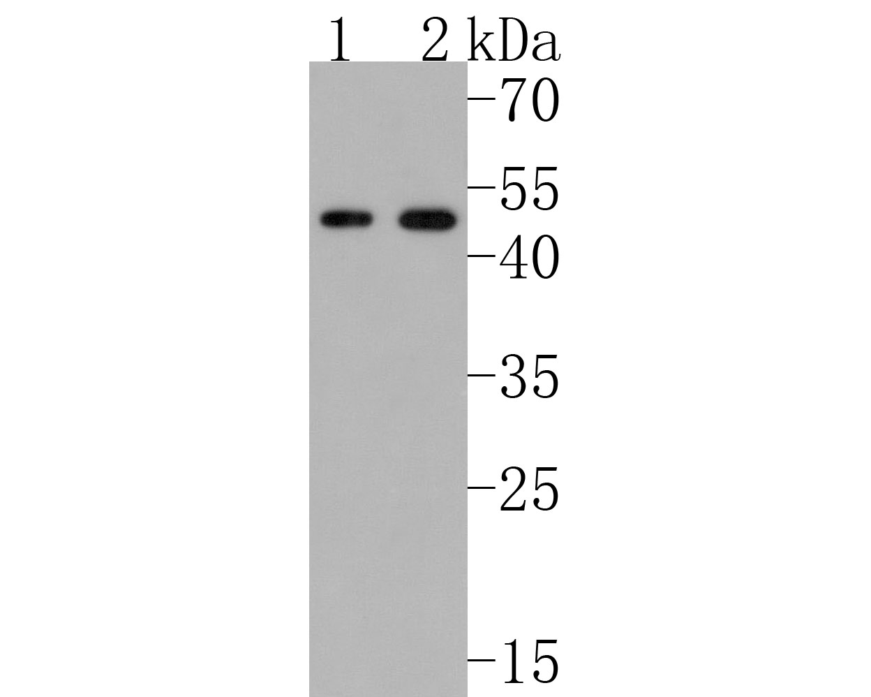 Western blot analysis of NK-p44 on different lysates. Proteins were transferred to a PVDF membrane and blocked with 5% NFDM/TBST for 1 hour at room temperature. The primary antibody (HA720070, 1/500) was used in 5% NFDM/TBST at room temperature for 2 hours. Goat Anti-Rabbit IgG - HRP Secondary Antibody (HA1001) at 1:200,000 dilution was used for 1 hour at room temperature.<br />
Positive control: <br />
Lane 1: K562 cell lysate<br />
Lane 2: HL-60 cell lysate